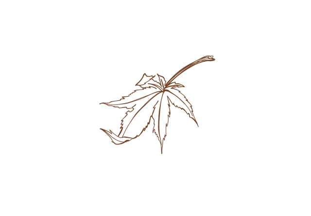 Chinar leaf